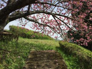 八重桜のミニトンネル