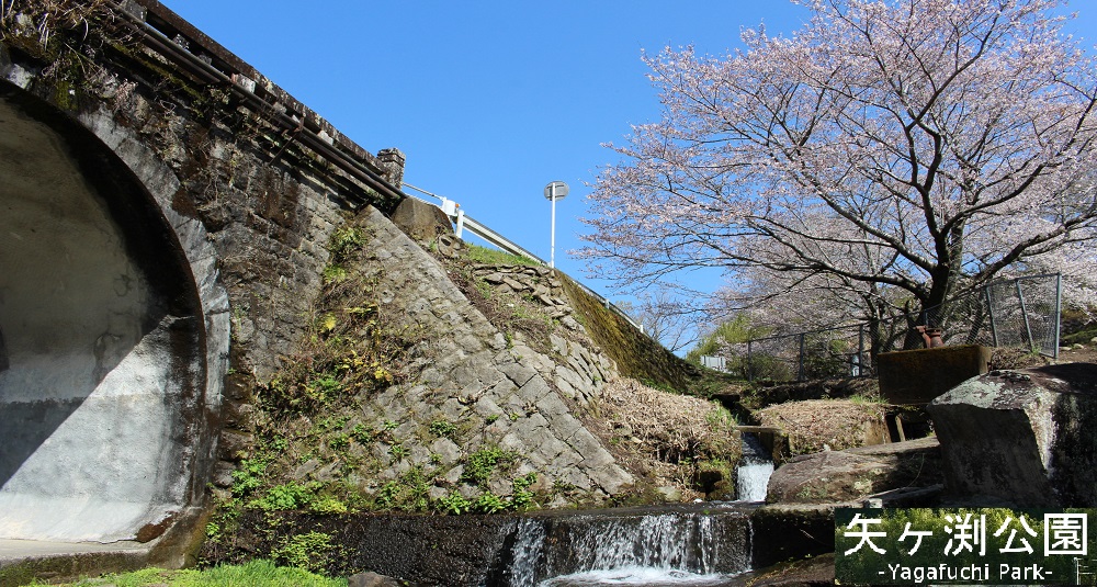 矢ヶ渕公園（桜の花）