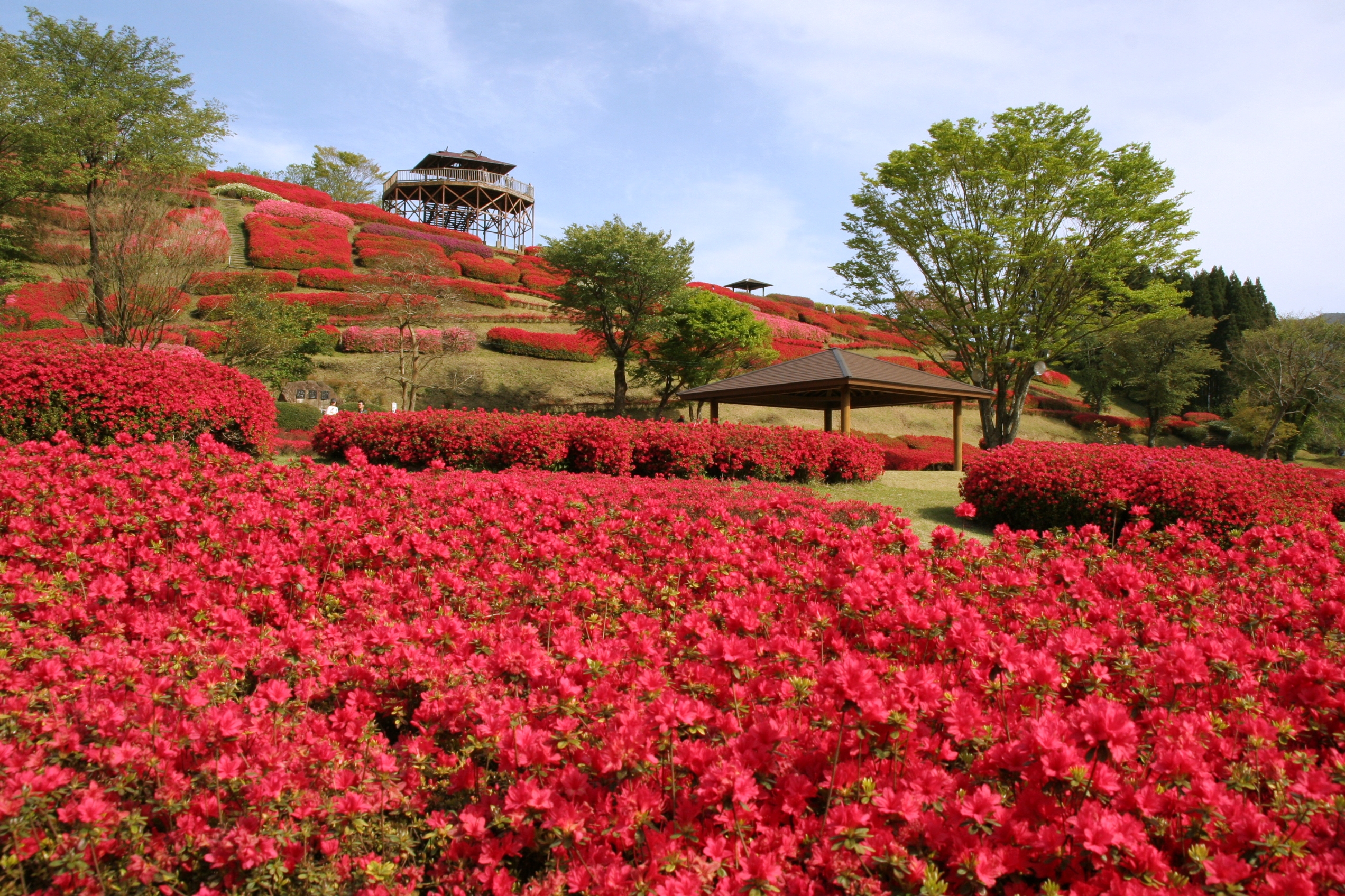 椎八重公園つつじ.jpg (3.55 MB)