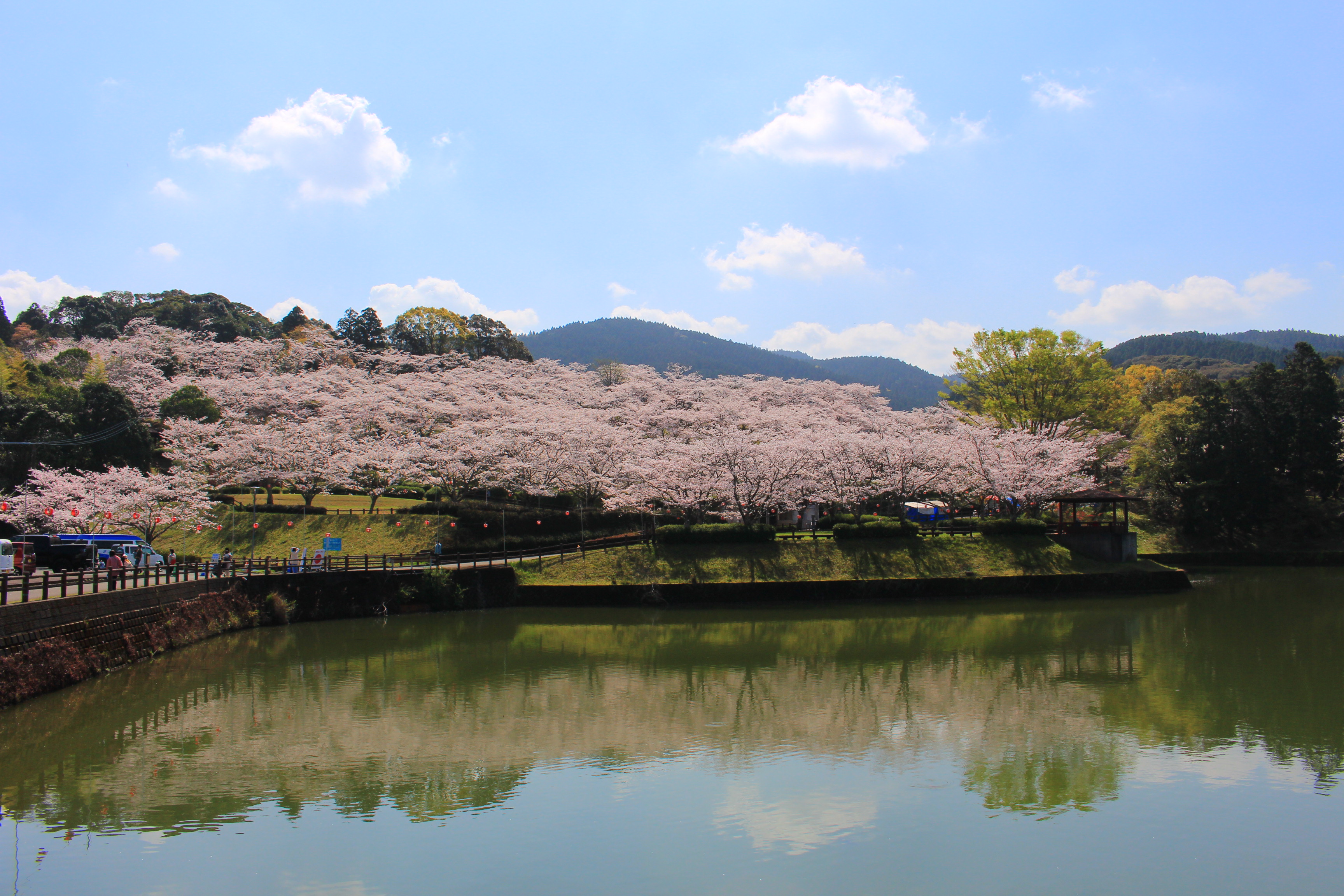 上米公園さくら.JPG (1.71 MB)