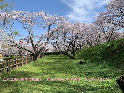 上米公園倒木場所_さくらまつり2023_03_20230327miniもじ.jpg (136 KB)